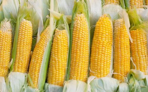 4月20日：玉米价格最新行情