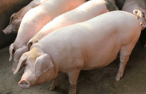 生猪价格试探性上涨 市场拐点已临近？
