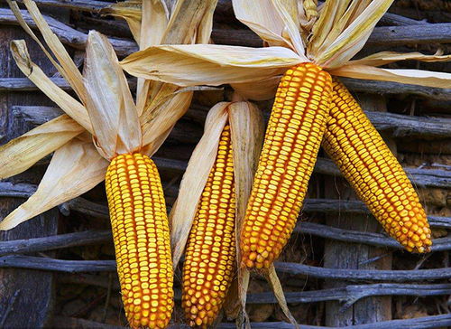 小麦价格下跌0.08元/斤，玉米市场受压：河南面粉厂收购价跌破1.3元/斤