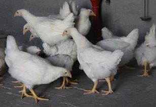 白羽肉鸡：目前毛鸡均价大概是7.6元/公斤 处于小幅亏损状态